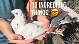 10 incredible things about homing pigeons [upl. by Uriia642]