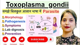 Toxoplasma gondii parasite in Hindi  Morphology  Pathogenesis  Lab diagnosis  Preventation [upl. by Noirb]