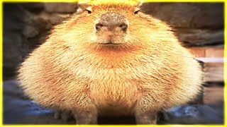 capybara meme [upl. by Dnalevets]