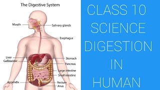 Digestive system in human beings Class 10 science  Life process [upl. by Waring366]