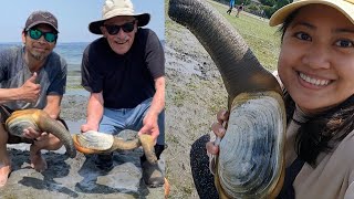 GIANT GEODUCK in Pacific Northwest  Digging One of the Largest amp Weirdest Looking Sea Creature [upl. by Nirol906]