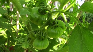 Zone 9 Gardening In March Topping Tomato Tuesday And Making Compost Tea [upl. by Kruger]