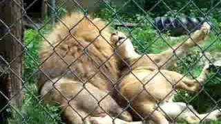 Lion and lioness play at zoo [upl. by Rickard]