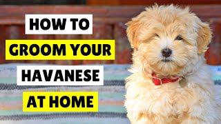 How to Groom a Havanese Dog AT HOME 🛁 ✂️ [upl. by Westleigh598]