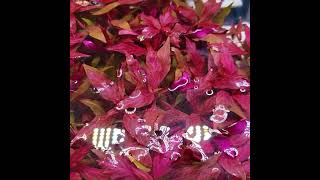 Red EASY to Keep Aquarium Plant  3 Types of Alternanthera Reineckii [upl. by Cohn616]