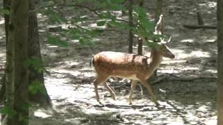 LARGE TROPHY FALLOW DEER TAKEN AT SPARTAN HUNTING PRESERVE [upl. by Keram]