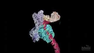 DNA Transcription Advanced Detail  HHMI BioInteractive Video [upl. by Eicak]