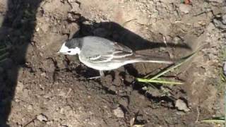 Motacilla alba White Wagtail baltoji kielė [upl. by Nevart]