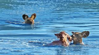 Wild Dogs Turn Into Crocodiles To Try Catch Baby Buck [upl. by Icyac]