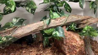 Morelia bredli Enclosure Tour Smooth Transition for our Baby Snake [upl. by Jude332]