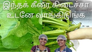 Mullangi Keerai Recipe in Tamil  Radish Leaves Dal Curry  Mullangi Keerai Kootu in Tamil [upl. by Sirah315]