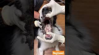 Severe case of papillomas WARTS in a dogs mouth and muzzle [upl. by Ruy]