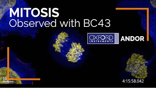 Live imaging of cell division Mitosis observed with Andor BC43 Benchtop Confocal Microscope [upl. by Misa]