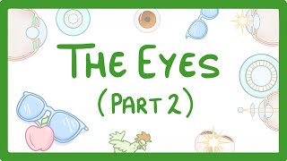 GCSE Biology  How the Eye Works Part 2  Accommodation 32 [upl. by Keheley]