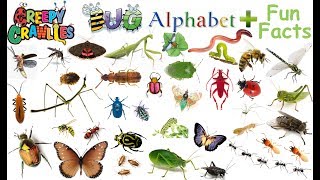 🦋🦋Bugs AZ Creepy Crawly Facts Bug Alphabet🦋🦋 [upl. by Oiragelo]