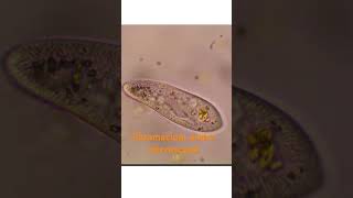 Paramecium Unicellular Microorganism Live Science [upl. by Yeclek]