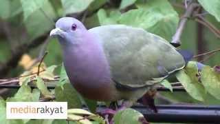 PinkNecked Green Pigeon At Bukit Gasing [upl. by Wendelina]