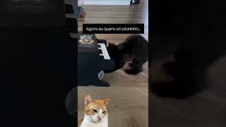 TUDO QUE EU QUERO É UM PIANINHO 😿🥹 gato gateiras gatos pets gatoengracado [upl. by Limemann]