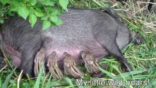 New born Wild baby boars [upl. by Kylander639]