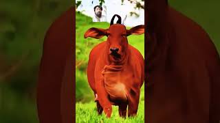 cow bull dairyanimals animals cowcows farming cowes farmer cowcow [upl. by Hound]