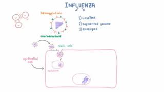 Influenza A and B Infection and Replication [upl. by Nivat]