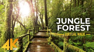 4K Nature Treasures of Hawaii Botanical Garden  Jungle Forest Cinematic Virtual Walk Slow Motion [upl. by Nosniv]