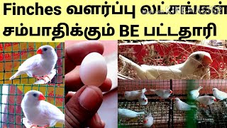 How to bread finchesfinches Breeding in tamil Finches வளர்ப்பு முறைsathankulam birds farm [upl. by Adnamaa526]