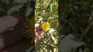 النبات رقم ٣٥ القرطم  العصفر  Carthamus tinctorius  Safflower [upl. by Aronaele]