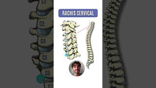 Anatomie de la colonne vertébrale  Rachis cervical [upl. by Aiyram345]