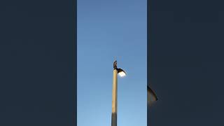 HIGH PERCH EQUALS GOOD VIEW birds wildlife nature naturephotoghraphy hawk [upl. by Northington]