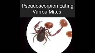 Chelifers Pseudoscorpion VS Varroa Mites [upl. by Hartmunn]