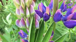 Vaste lupine Lupinus polyphyllus  20170523 [upl. by Alwin]