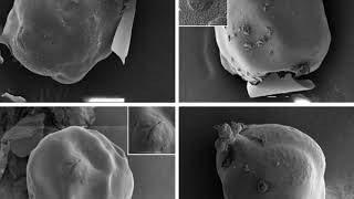 Nematode Morphology [upl. by Wildee]