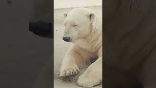 Learn Fun Facts About Polar Bears  Polar Bear Facts [upl. by Ettesil513]