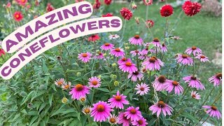 Growing Echinacea or Purple Coneflowers summers delight for the perennial gardens [upl. by Abramson851]