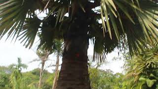 Doub palm palmyra palm tala palm toddy palm wine palm Borassus flabellifer [upl. by Hagar]