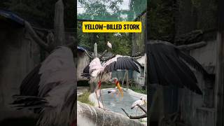 Yellowbilled stork shorts birds wildlife wildanimals animals beautifulbird waterbirds [upl. by Einaled]