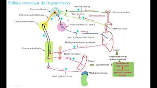 la regulation de la pression arterielle 3 hypertension [upl. by Virginia847]