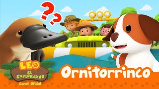 Ornitorrinco  Leo El Explorador Episodio  Animación  compilation [upl. by Atikin]