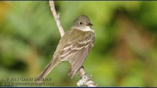 Alder Flycatcher in Maine [upl. by Lunneta733]