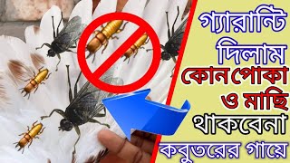 কবুতরের পোকা দূর করার সহজ উপায়  কবুতরের গায়ের পোকার সমস্যার সমাধান [upl. by Fidel]