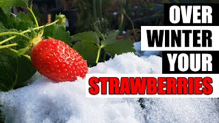 Winterizing Your Strawberry Plants  The Definitive Guide [upl. by Cherian876]