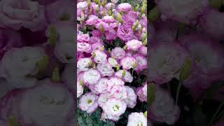 lisianthus Flower flowers gardening plants shortsvideo youtubeshorts youtubeindia [upl. by Rogerson]