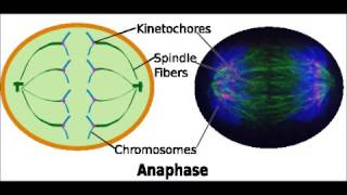 Anaphase  Dictionnaire français audio [upl. by Toland]