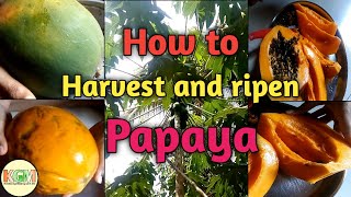 how to harvest and ripen papaya at home easily [upl. by Ambrogino689]