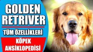 Golden Retriever ve Tüm Özellikleri  Köpek Ansiklopedisi [upl. by Annohs934]