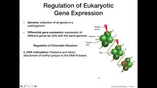 Eukaryotic Gene Expression [upl. by Amora583]