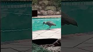 Hadida drinking water out of swimming pool shorts birds nature [upl. by Gillie529]