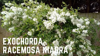 Exochorda Racemosa Niagra [upl. by Schreib]