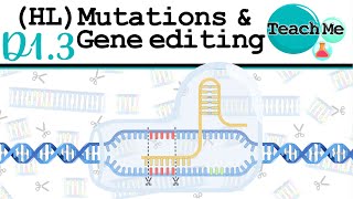 D13  Mutations amp Gene Editing  IB Biology  HL [upl. by Christabella123]